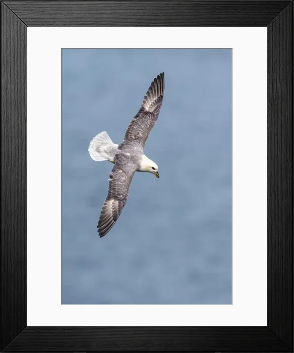Framed Print : Northern Fulmar, Fulmarus glacialis, bird in flight over sea and cliffs, Bempton Cliffs, North Yorkshire, England