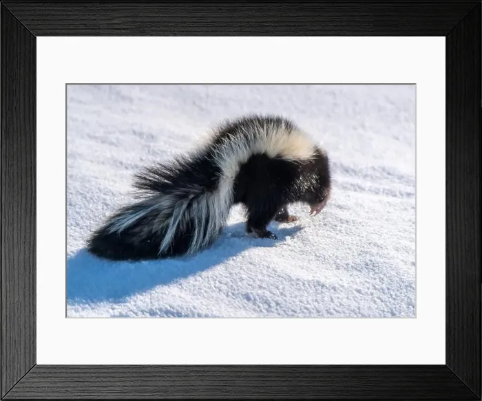 Framed Print : Skunk in Winter Canada Framed Print : Skunk in Winter Canada