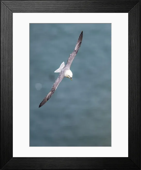 Framed Print : Northern Fulmar, Fulmarus glacialis, bird in flight over sea and cliffs, Bempton Cliffs, North Yorkshire, England Framed Print : Northern Fulmar, Fulmarus glacialis, bird in flight over sea and cliffs, Bempton Cliffs, North Yorkshire, England