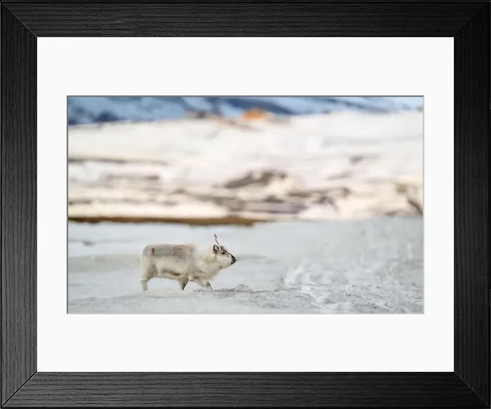 Framed Print : The Svalbard reindeer (Rangifer tarandus platyrhynchus) in early spring Framed Print : The Svalbard reindeer (Rangifer tarandus platyrhynchus) in early spring
