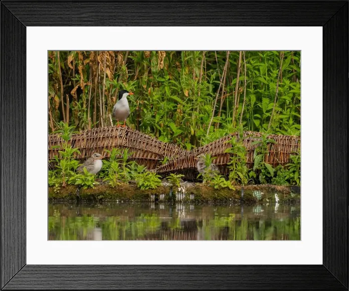 Framed Print : Common tern on the breeding ground with their young Framed Print : Common tern on the breeding ground with their young