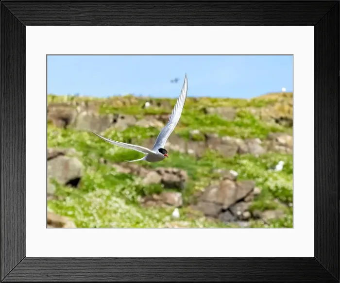 Framed Print : Arctic tern in flight with bright blue sky Framed Print : Arctic tern in flight with bright blue sky