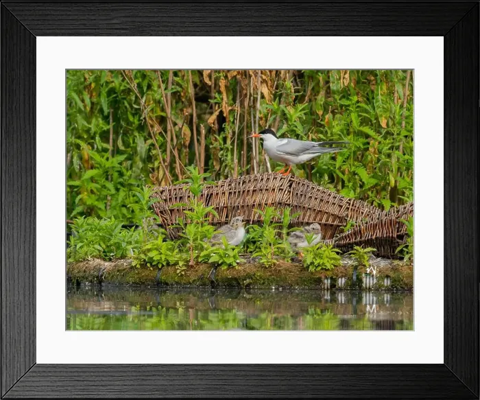 Framed Print : Common tern on the breeding ground with their young Framed Print : Common tern on the breeding ground with their young