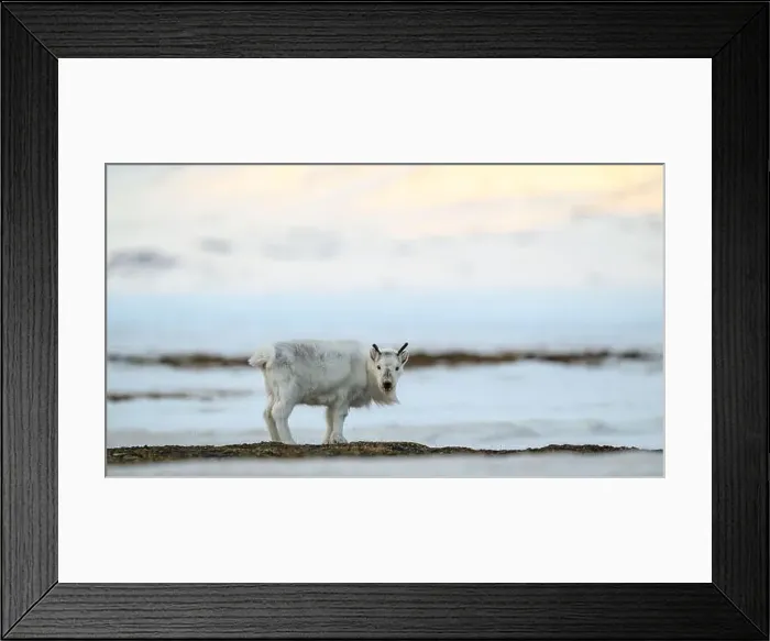 Framed Print : The Svalbard reindeer (Rangifer tarandus platyrhynchus) in early spring Framed Print : The Svalbard reindeer (Rangifer tarandus platyrhynchus) in early spring
