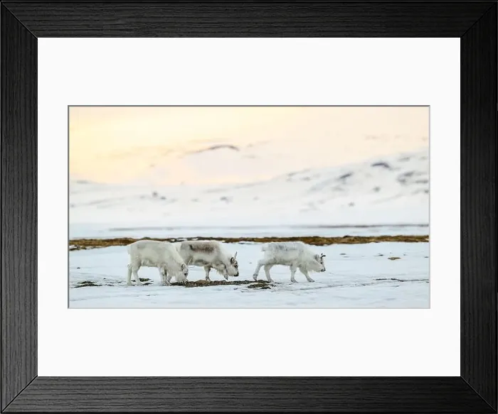 Framed Print : The Svalbard reindeer (Rangifer tarandus platyrhynchus) in early spring Framed Print : The Svalbard reindeer (Rangifer tarandus platyrhynchus) in early spring