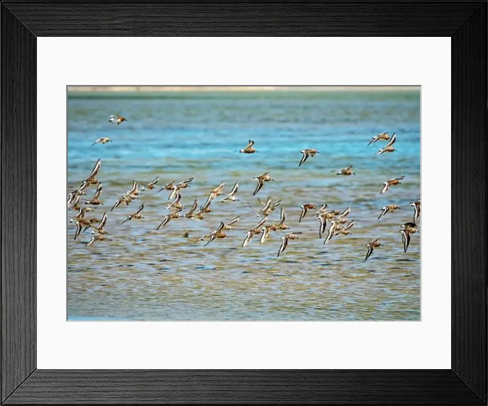 Framed Print : Migrating limicolae at coast of Arabatskaya Strelka Framed Print : Migrating limicolae at coast of Arabatskaya Strelka