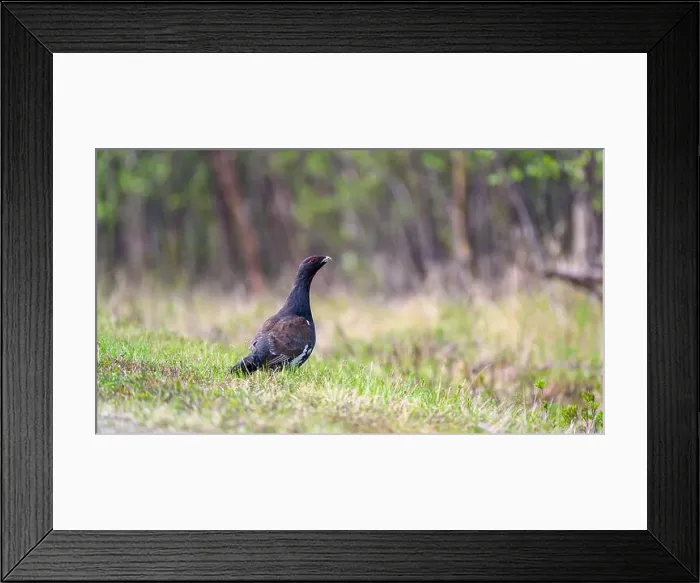 Framed Print : Western capercaillie (Tetrao urogallus) in summer forest Framed Print : Western capercaillie (Tetrao urogallus) in summer forest