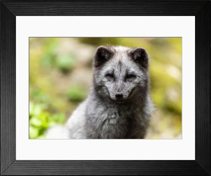 Framed Print : A dark grey fox sits attentively in nature with green foliage in the background, arctic fox (Alopex lagopus) Framed Print : A dark grey fox sits attentively in nature with green foliage in the background, arctic fox (Alopex lagopus)