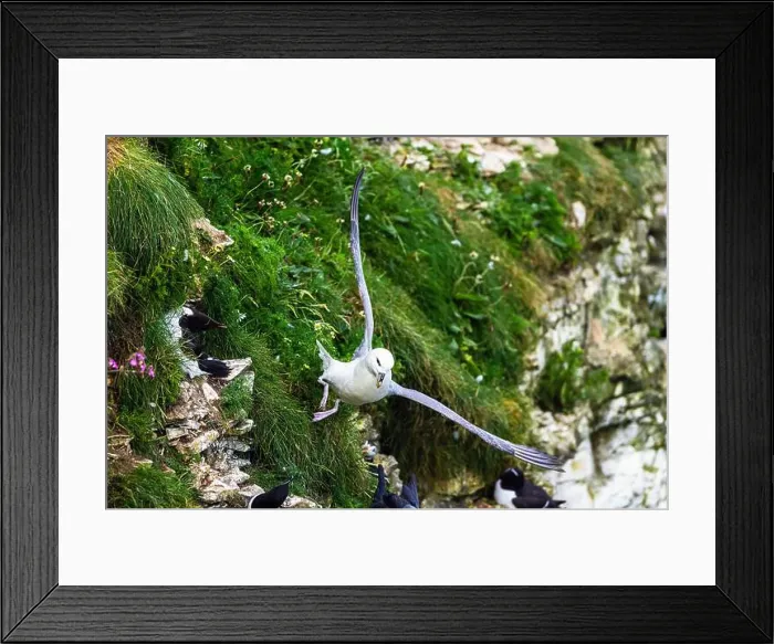 Framed Print : Northern Fulmar, Fulmarus glacialis and Razorbill, Alca Torda, birds on cliffs, Bempton Cliffs, North Yorkshire, England Framed Print : Northern Fulmar, Fulmarus glacialis and Razorbill, Alca Torda, birds on cliffs, Bempton Cliffs, North Yorkshire, England