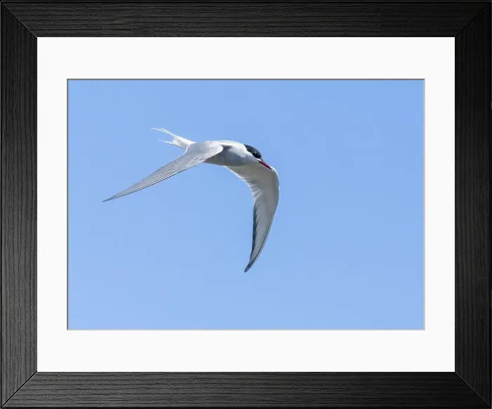 Framed Print : Arctic tern in flight with bright blue sky Framed Print : Arctic tern in flight with bright blue sky