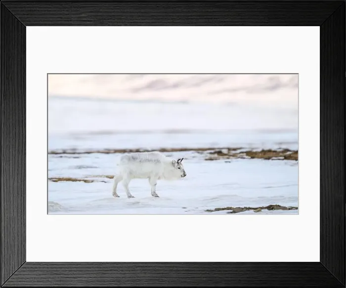 Framed Print : The Svalbard reindeer (Rangifer tarandus platyrhynchus) in early spring Framed Print : The Svalbard reindeer (Rangifer tarandus platyrhynchus) in early spring