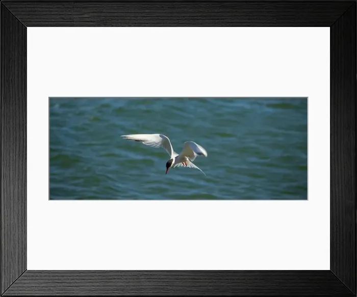 Framed Print : The Common Tern (Sterna hirundo) is a seabird of the tern family Sternidae Framed Print : The Common Tern (Sterna hirundo) is a seabird of the tern family Sternidae