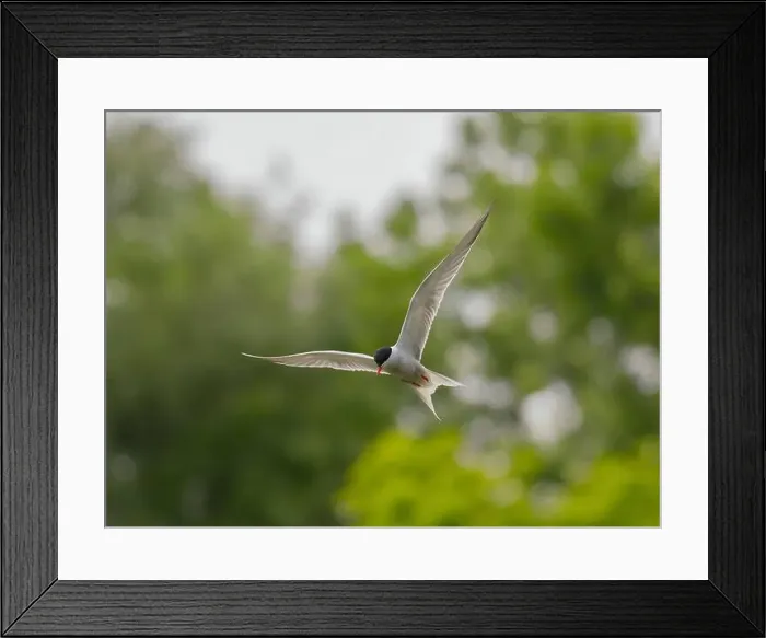 Framed Print : Common tern in flight against a background of greenery Framed Print : Common tern in flight against a background of greenery