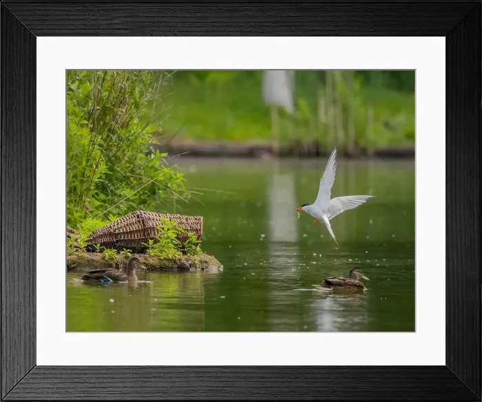Framed Print : Common tern in flight catching a fish in its beak