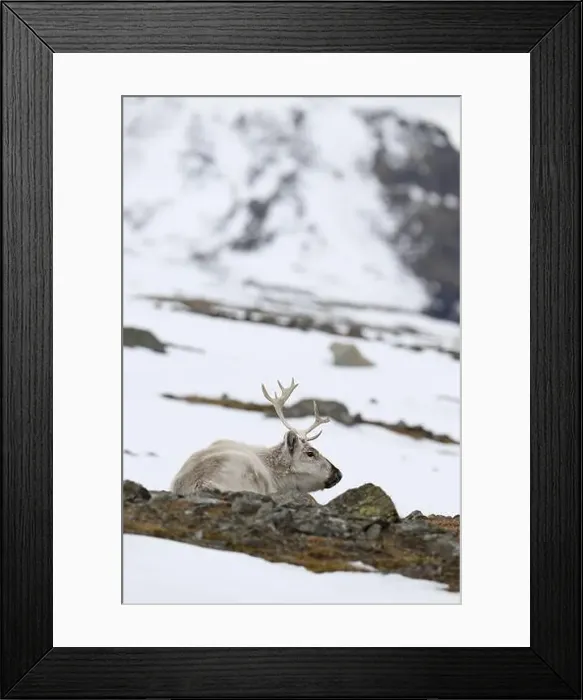 Framed Print : The Svalbard reindeer (Rangifer tarandus platyrhynchus) in early spring Framed Print : The Svalbard reindeer (Rangifer tarandus platyrhynchus) in early spring