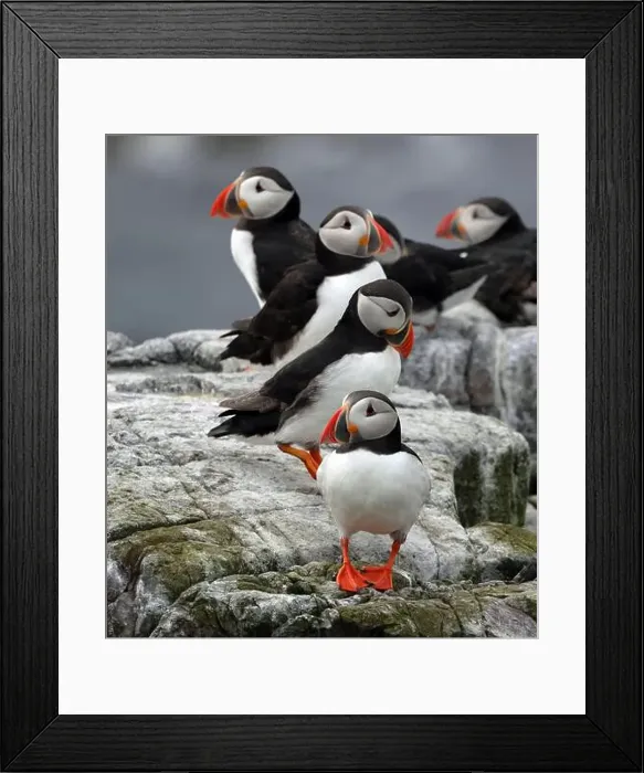 Framed Print : A group of Atlantic Puffins (Fratercula arctica) Framed Print : A group of Atlantic Puffins (Fratercula arctica)