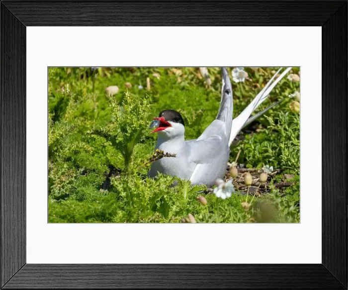 Framed Print : Arctic tern close up on the ground Framed Print : Arctic tern close up on the ground