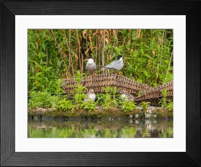 Framed Print : Common tern on the breeding ground with their young Framed Print : Common tern on the breeding ground with their young