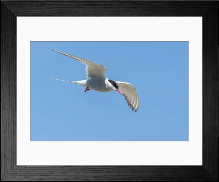 Framed Print : Arctic tern in flight with bright blue sky Framed Print : Arctic tern in flight with bright blue sky