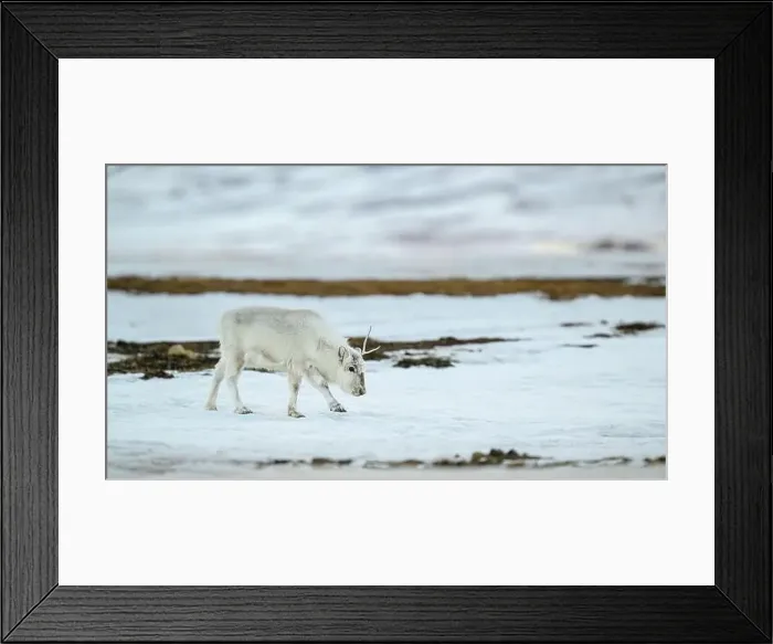 Framed Print : The Svalbard reindeer (Rangifer tarandus platyrhynchus) in early spring Framed Print : The Svalbard reindeer (Rangifer tarandus platyrhynchus) in early spring