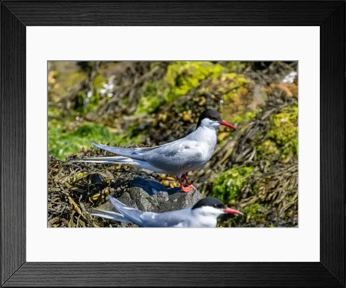 Framed Print : Arctic tern close up on the ground Framed Print : Arctic tern close up on the ground