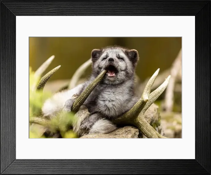 Framed Print : A fox looks like it is laughing while lying in antlers, arctic fox (Alopex lagopus) Framed Print : A fox looks like it is laughing while lying in antlers, arctic fox (Alopex lagopus)