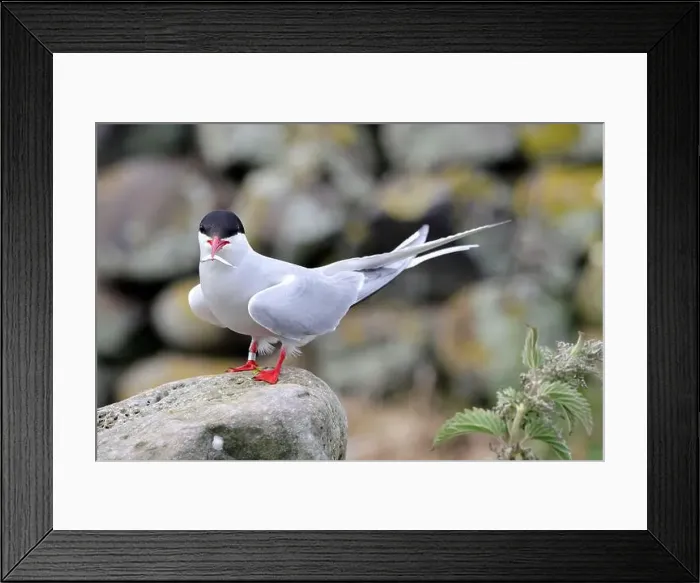 Framed Print : An Arctic Tern (Sterna paradisaea) on Inner Farne, Northumberland Framed Print : An Arctic Tern (Sterna paradisaea) on Inner Farne, Northumberland