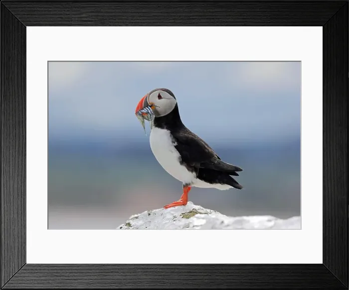 Framed Print : An Atlantic Puffin (Fratercula arctica) with sandeels on Inner Farne Framed Print : An Atlantic Puffin (Fratercula arctica) with sandeels on Inner Farne
