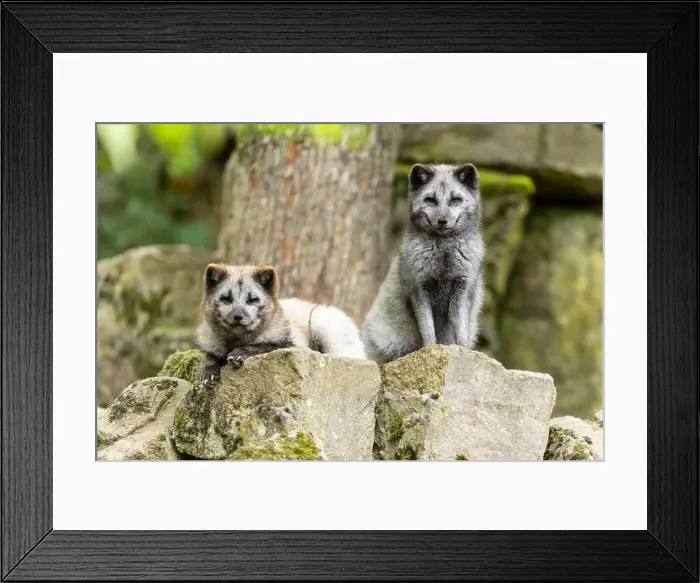 Framed Print : Two arctic foxes (Alopex lagopus) Framed Print : Two arctic foxes (Alopex lagopus)