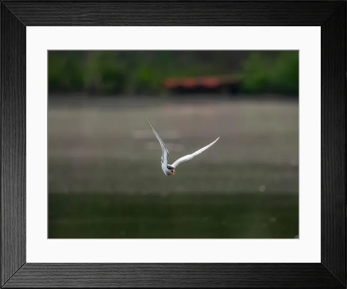 Framed Print : Common tern in flight against a background of water Framed Print : Common tern in flight against a background of water