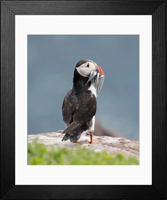 Framed Print : An Atlantic Puffin (Fratercula arctica) with sandeels on Inner Farne Framed Print : An Atlantic Puffin (Fratercula arctica) with sandeels on Inner Farne