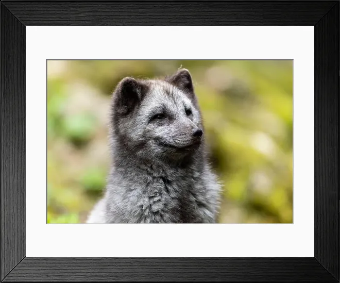 Framed Print : A dark grey fox sits attentively and curiously in a green meadow, arctic fox (Alopex lagopus) Framed Print : A dark grey fox sits attentively and curiously in a green meadow, arctic fox (Alopex lagopus)