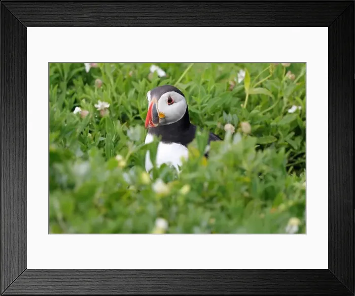 Framed Print : Atlantic Puffin (Fratercula arctica)