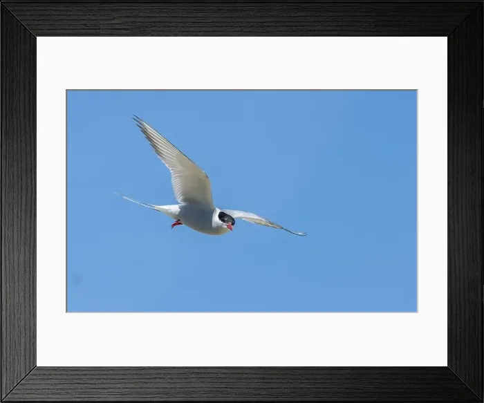 Framed Print : Arctic tern in flight with bright blue sky Framed Print : Arctic tern in flight with bright blue sky