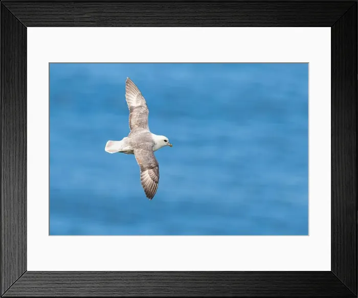 Framed Print : Northern Fulmar, Fulmarus glacialis, bird in flight over sea and cliffs, Bempton Cliffs, North Yorkshire, England Framed Print : Northern Fulmar, Fulmarus glacialis, bird in flight over sea and cliffs, Bempton Cliffs, North Yorkshire, England