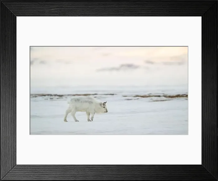 Framed Print : The Svalbard reindeer (Rangifer tarandus platyrhynchus) in early spring Framed Print : The Svalbard reindeer (Rangifer tarandus platyrhynchus) in early spring