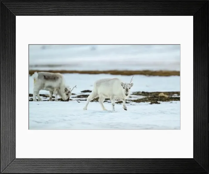 Framed Print : The Svalbard reindeer (Rangifer tarandus platyrhynchus) in early spring Framed Print : The Svalbard reindeer (Rangifer tarandus platyrhynchus) in early spring