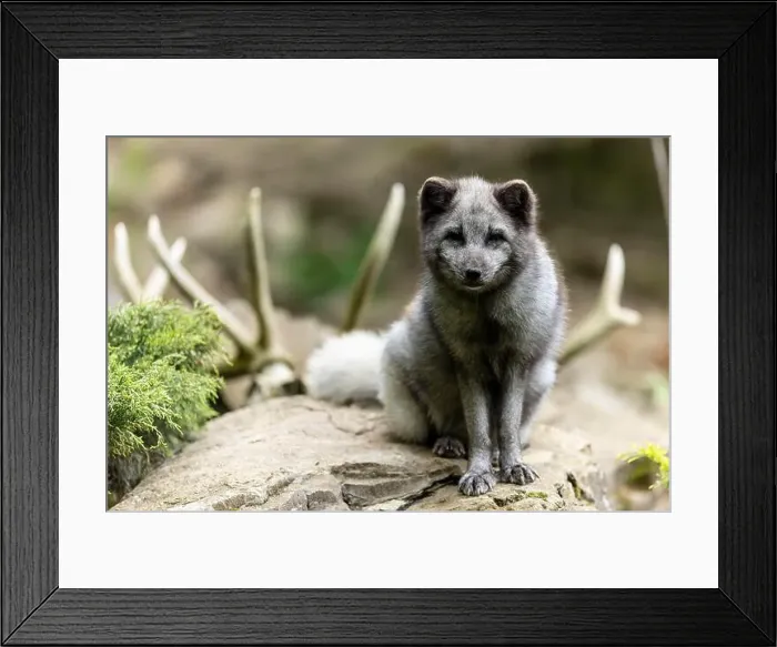 Framed Print : An arctic fox (Alopex lagopus) Framed Print : An arctic fox (Alopex lagopus)