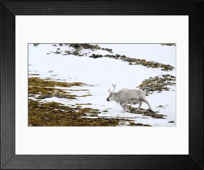 Framed Print : The Svalbard reindeer (Rangifer tarandus platyrhynchus) in early spring