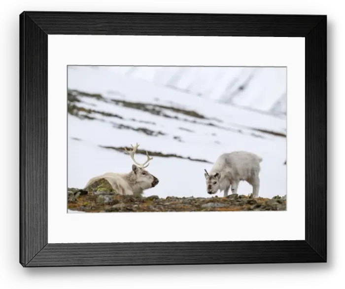 Framed Print : The Svalbard reindeer (Rangifer tarandus platyrhynchus) in early spring Framed Print : The Svalbard reindeer (Rangifer tarandus platyrhynchus) in early spring