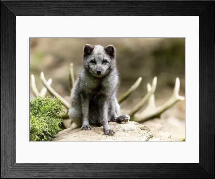 Framed Print : A sitting arctic fox (Alopex lagopus) Framed Print : A sitting arctic fox (Alopex lagopus)