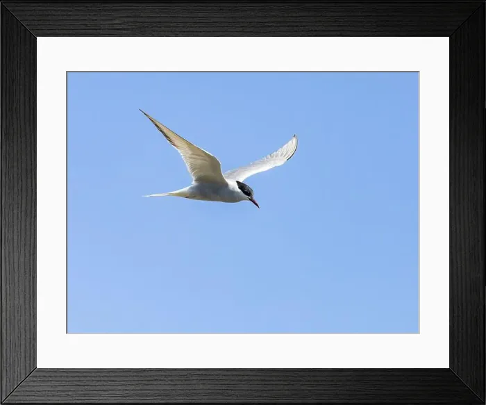 Framed Print : Arctic tern in flight with bright blue sky Framed Print : Arctic tern in flight with bright blue sky