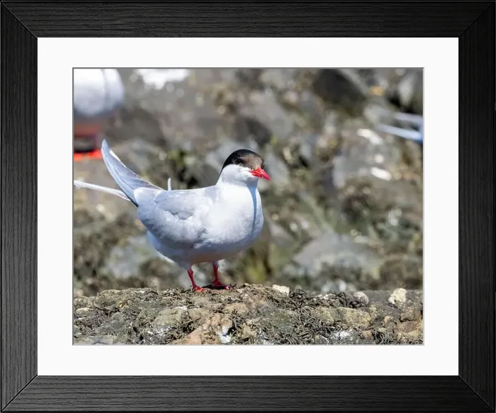Framed Print : Arctic tern close up on the ground Framed Print : Arctic tern close up on the ground