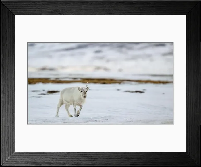 Framed Print : The Svalbard reindeer (Rangifer tarandus platyrhynchus) in early spring Framed Print : The Svalbard reindeer (Rangifer tarandus platyrhynchus) in early spring