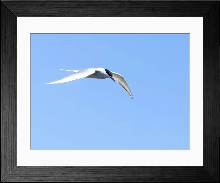 Framed Print : Arctic tern in flight with bright blue sky Framed Print : Arctic tern in flight with bright blue sky