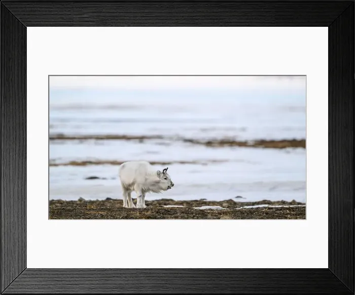 Framed Print : The Svalbard reindeer (Rangifer tarandus platyrhynchus) in early spring Framed Print : The Svalbard reindeer (Rangifer tarandus platyrhynchus) in early spring