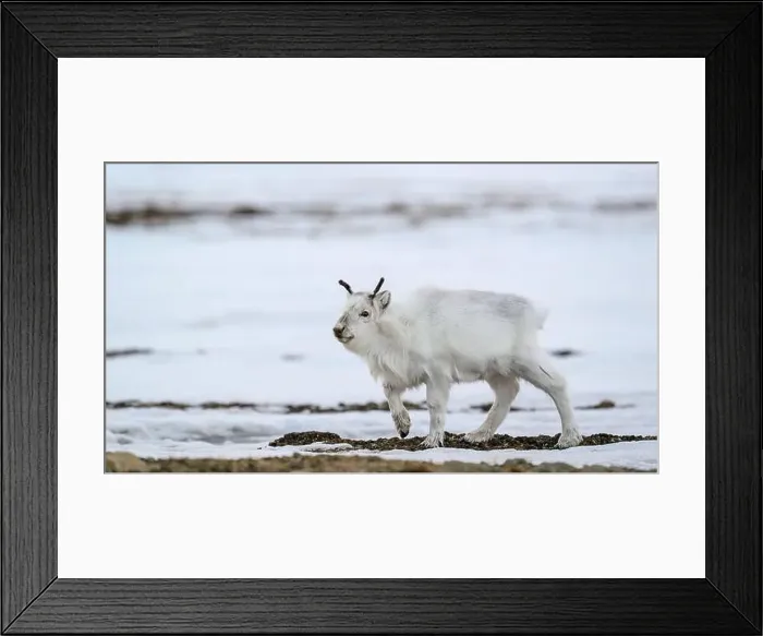 Framed Print : The Svalbard reindeer (Rangifer tarandus platyrhynchus) in early spring Framed Print : The Svalbard reindeer (Rangifer tarandus platyrhynchus) in early spring