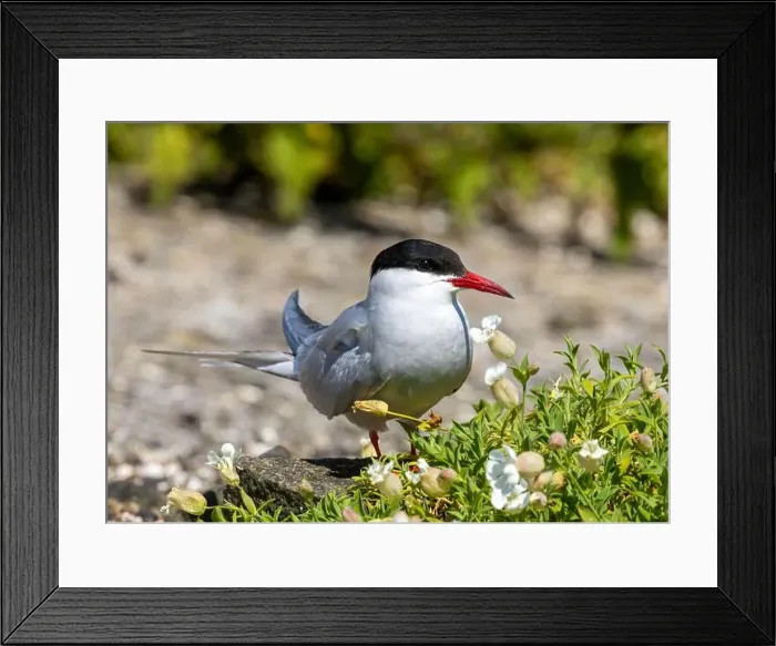Framed Print : Arctic tern close up on the ground Framed Print : Arctic tern close up on the ground