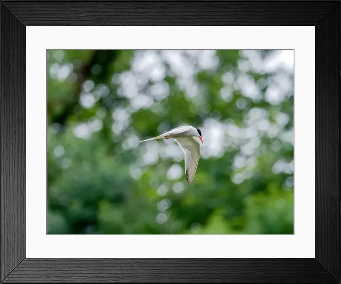 Framed Print : Common tern in flight against a background of greenery Framed Print : Common tern in flight against a background of greenery