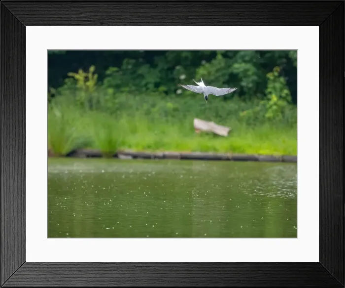 Framed Print : Common tern in flight against a background of water Framed Print : Common tern in flight against a background of water